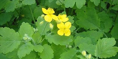 Ošetrenie nechtových húb na nohách Celandine