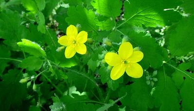Celandine na liečbu húb na nechtoch