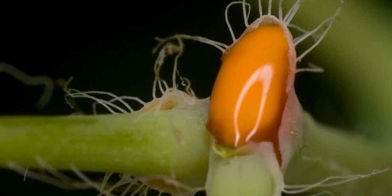 skorocelová šťava na liečbu plesní nechtov na nohách